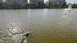 В Астрахани на Лебединое озеро вернулись лебеди
