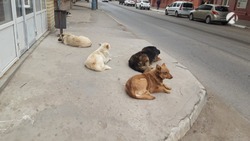 В Астрахани стая агрессивных собак напала на пенсионерку