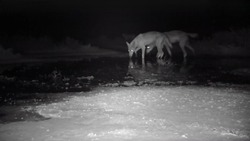 В астраханском заказнике засняли «ночное перемирие» зверей