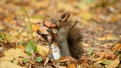 В Северной Осетии бельчонок навестил своего спасителя