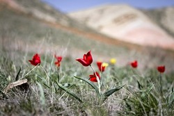 В Астраханской области пройдёт фестиваль «Степной тюльпан Богдо»