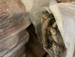 Астраханка незаконно хранила более 22 тонн рыбной продукции