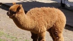 На Ставрополье туристы выбирают сельский отдых 