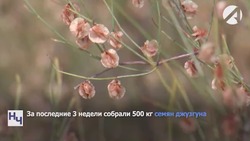 В Астраханской области заготовили 820 кг семян вяза и джузгуна