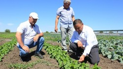 Астраханский фермер выращивает экзотические сельскохозяйственные культуры