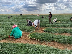 Астраханский фермер планирует собрать почти 7 000 тонн лука