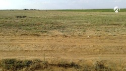 В Астраханской области продолжается вакцинация диких животных от бешенства