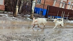 Астраханцы рассказали о похождениях голодной свиньи в городе