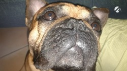 Домашние питомцы продлевают жизнь своих хозяев