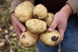 В Астраханской области собирают урожай позднего картофеля