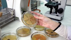 Астраханские учёные получили новый вид бактерий для очистки водоёмов от нефтяных загрязнений