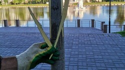 Стали известны подробности ситуации с повреждением деревьев в Астрахани