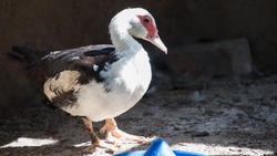 Астраханцам разрешили на дачах выращивать кроликов и птицу