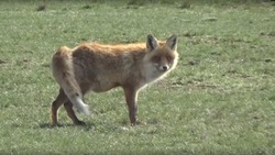 В астраханском заказнике скоро появятся лисята