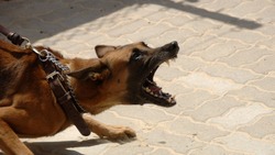 Российская оппозиция увлечённо занимается самоедством