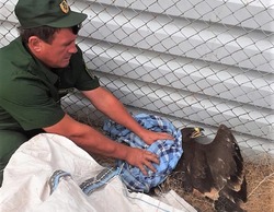 Краснокнижная птица в Астраханской области попала на крючок
