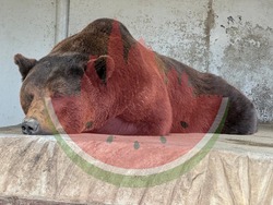 Из астраханского зоопарка сбежал медведь