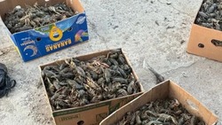 В Астрахани из плена вызволили сотни раков