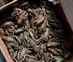 Раки довели астраханцев до «уголовки»
