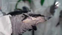 В Астраханской области восстанавливают популяцию осетровых