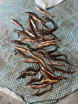 Браконьеры на крючке: в Ахтубинске изъяли осетрину и икру на миллионы рублей