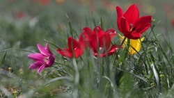 В астраханских степях зацвели тюльпаны Шренка 