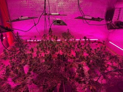 Астраханец устроил наркоплантацию в гараже