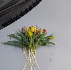 Астраханец обвиняется в уничтожении краснокнижных тюльпанов