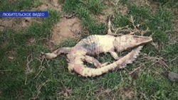В Ахтубинском районе нашли третьего крокодила
