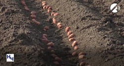 Астраханским аграриям удалось сохранить картофель после весенних заморозков
