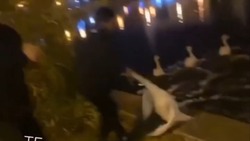 В Астрахани подростки за шею достали лебедя из озера