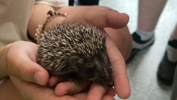 Ёж отправил жителя Балакова в больницу