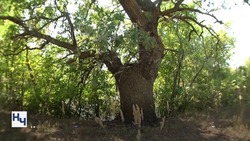 Астраханскому лесному фонду больше не грозят пожары