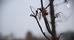 Астраханцев предупреждают о заморозках 25 апреля 