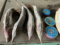 Две астраханки осуждены за торговлю красной рыбой