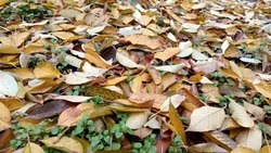 Астраханцам рассказали об опасности фотосессий в осенней листве