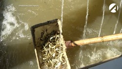 В Астраханской области в свободное плавание отпустили 120 тысяч мальков