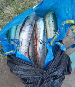 Астраханца осудят за незаконный оборот краснокнижных пород рыб и чёрной икры