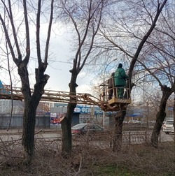В Астрахани приступили к обрезке деревьев