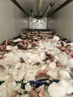 В Астраханской области у иностранца нашли 14 тонн немаркированной рыбы