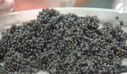 Астраханские полицейские изъяли крупную партию чёрной икры