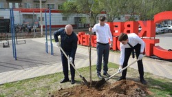 В Астрахани в сквере Строителей высадили около 30 деревьев