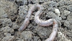 Мошенник сорвал астраханцу рыбалку