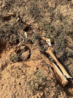 В Астраханской области неизвестные повредили древний могильник
