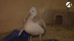 Спасённый в Астраханской области пеликан поселился в зоопарке