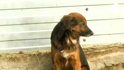 Саратовцу откусила нос собственная собака