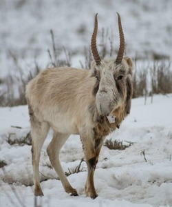 Астраханских сайгаков засняли на телескоп
