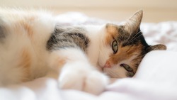 Эксперт раскрыла тайну кошачьего сна