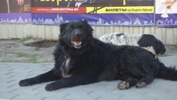 В Астрахани предлагают создать бригады по отлову агрессивных собак