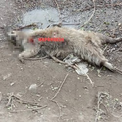 В Астрахани нашли труп енота-полоскуна